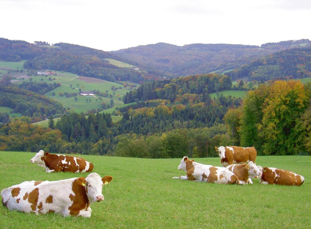 Goelsenhof - Fam. Buechinger Villa Wald  Екстериор снимка